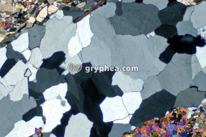 Quartz LPA x10 - gryphea.com